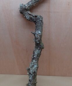 Large Cork Branch - 80-110cm - 17