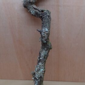 Large Cork Branch - 80-110cm - 17
