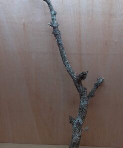 Large Cork Branch - 80-110cm - 18