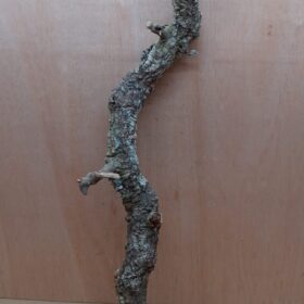 Large Cork Branch - 80-110cm - 19