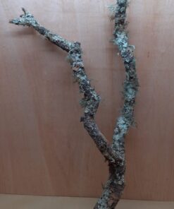 Large Cork Branch - 80-110cm - 20