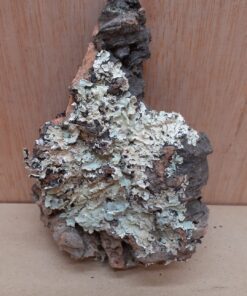 Small Cork Flat 6