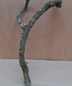 Small Cork Branch - Upto 40cm - 1