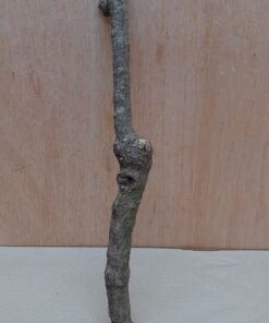 Small Cork Branch - Upto 40cm - 2