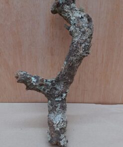 Small Cork Branch - Upto 40cm - 3