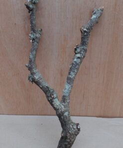Small Cork Branch - Upto 40cm - 5