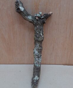 Small Cork Branch - Upto 40cm - 6