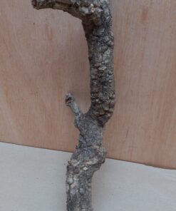 Small Cork Branch - Upto 40cm - 7