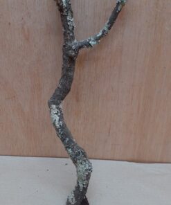 Small Cork Branch - Upto 40cm - 8