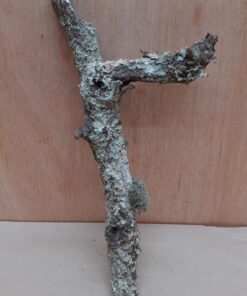 Small Cork Branch - Upto 40cm - 9
