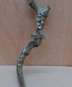 Small Cork Branch - Upto 40cm - 10