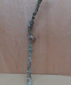 Medium Cork Branch - 40-80cm - 1