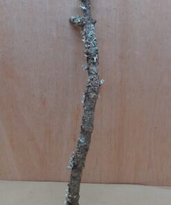 Medium Cork Branch - 40-80cm - 2