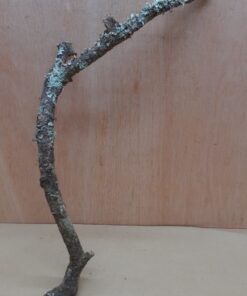 Medium Cork Branch - 40-80cm - 3