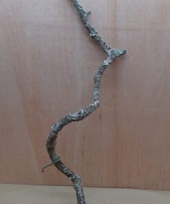Medium Cork Branch - 40-80cm - 4