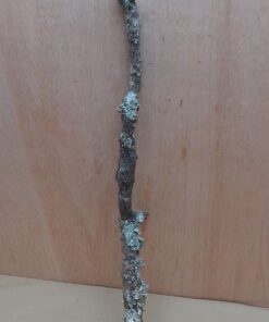 Medium Cork Branch - 40-80cm - 5
