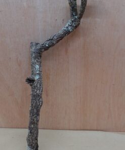 Medium Cork Branch - 40-80cm - 7