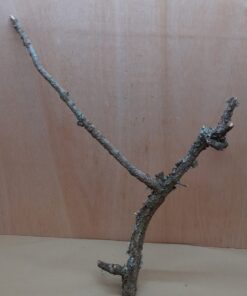 Medium Cork Branch - 40-80cm - 8