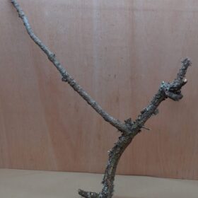 Medium Cork Branch - 40-80cm - 8