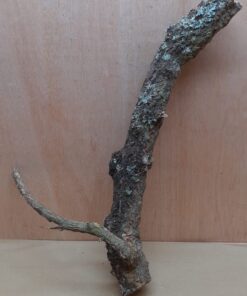 Medium Cork Branch - 40-80cm - 10