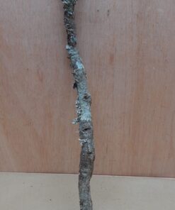 Medium Cork Branch - 40-80cm - 11