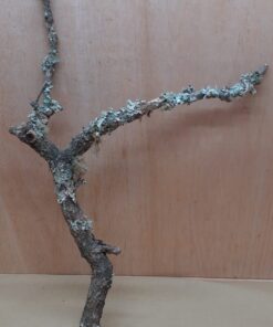 Medium Cork Branch - 40-80cm - 14