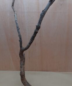 Medium Cork Branch - 40-80cm - 15