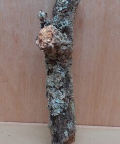 Small Cork Branch - Upto 40cm - 1