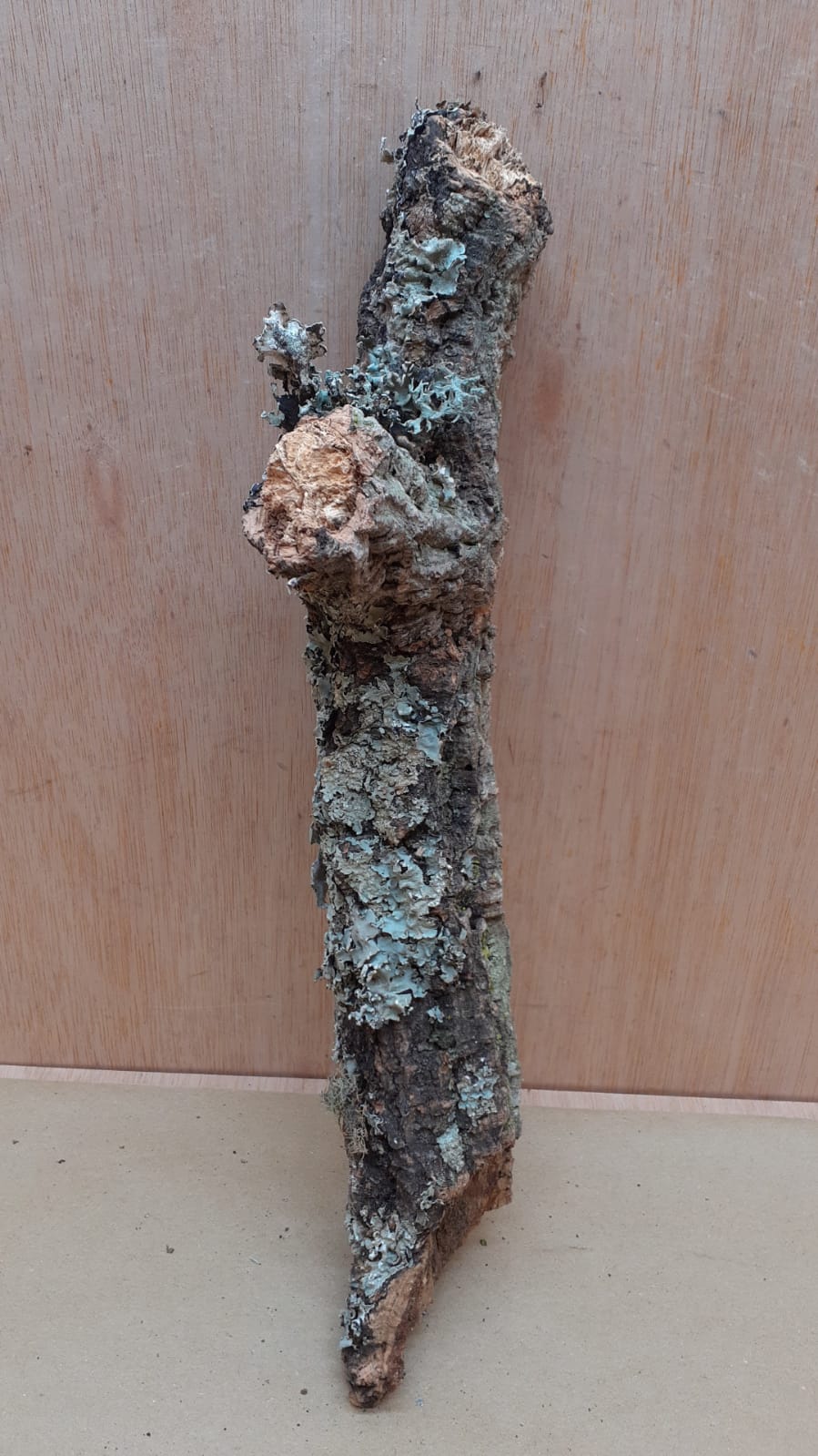 Small Cork Branch - Upto 40cm - 1