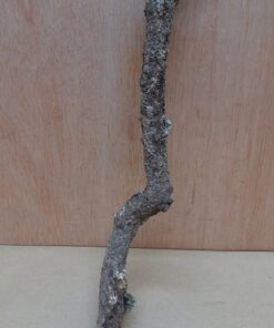 Small Cork Branch - Upto 40cm - 2