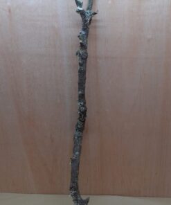 Large Cork Branch - 80-110cm - 1