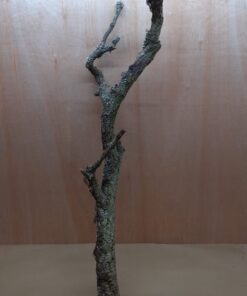 Large Cork Branch - 80-110cm - 4