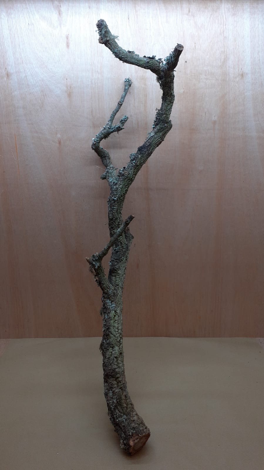 Large Cork Branch - 80-110cm - 4