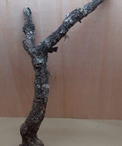 Large Cork Branch - 80-110cm - 6