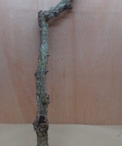 Medium Cork Branch - 40-80cm - 2
