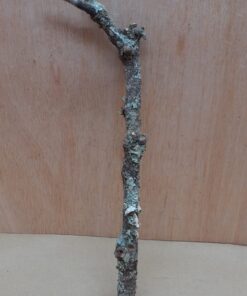 Small Cork Branch - Upto 40cm - 3