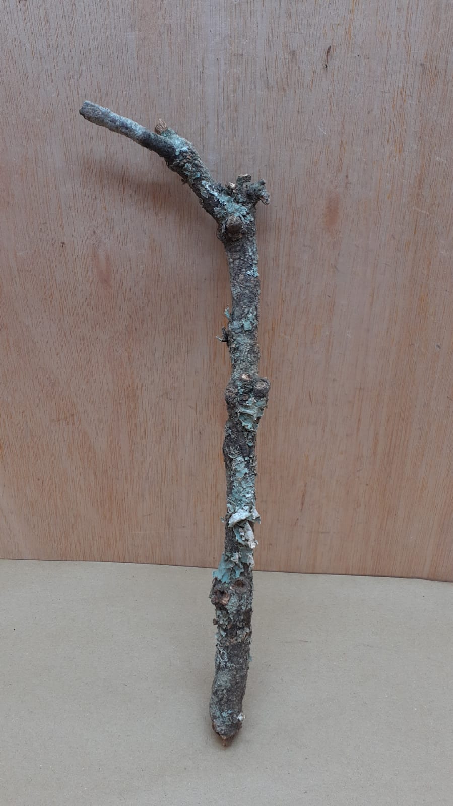 Small Cork Branch - Upto 40cm - 3