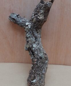 Small Cork Branch - Upto 40cm - 7
