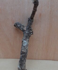 Small Cork Branch - Upto 40cm - 9