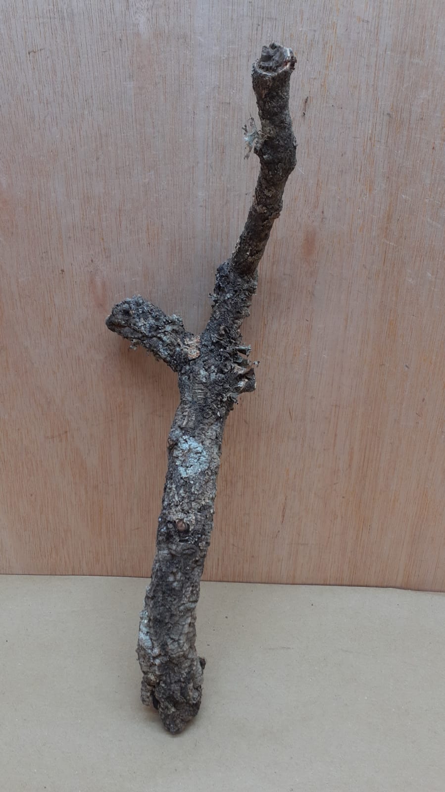 Small Cork Branch - Upto 40cm - 9
