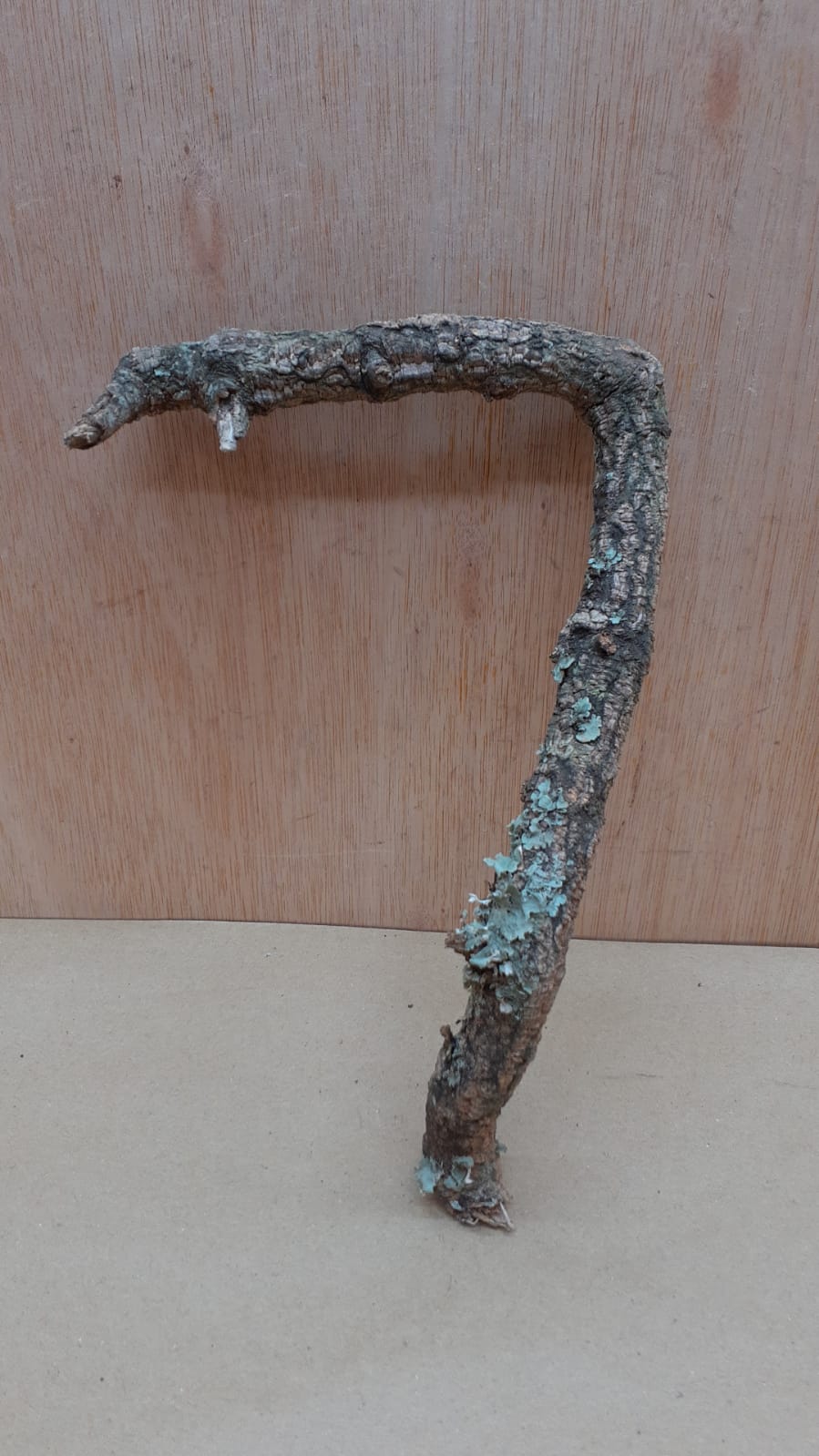 Small Cork Branch - Upto 40cm - 10