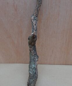 Small Cork Branch - Upto 40cm - 12