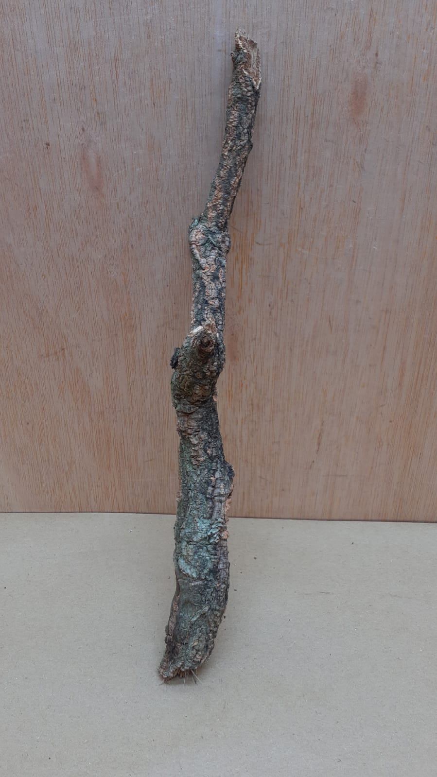Small Cork Branch - Upto 40cm - 12