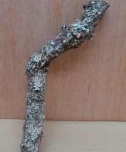 Small Cork Branch - Upto 40cm - 13