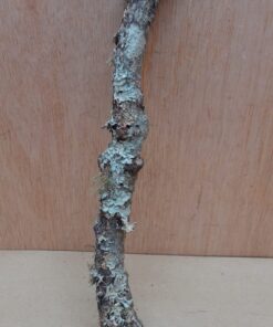 Small Cork Branch - Upto 40cm - 14