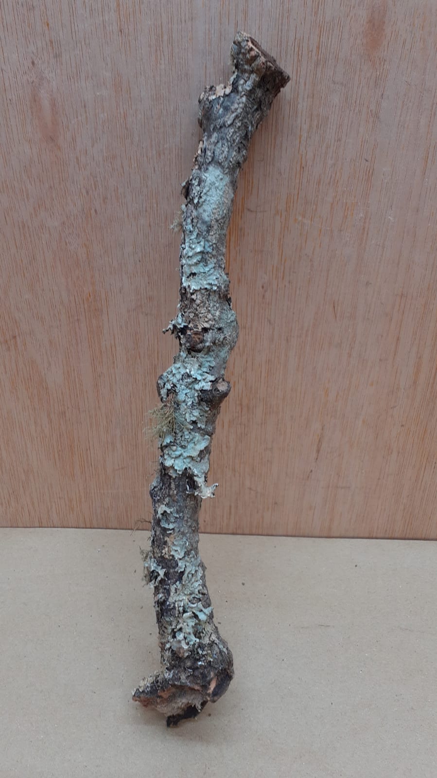 Small Cork Branch - Upto 40cm - 14