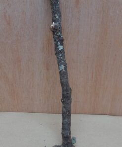 Small Cork Branch - Upto 40cm - 15