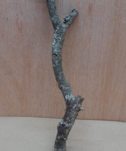 Small Cork Branch - Upto 40cm - 16