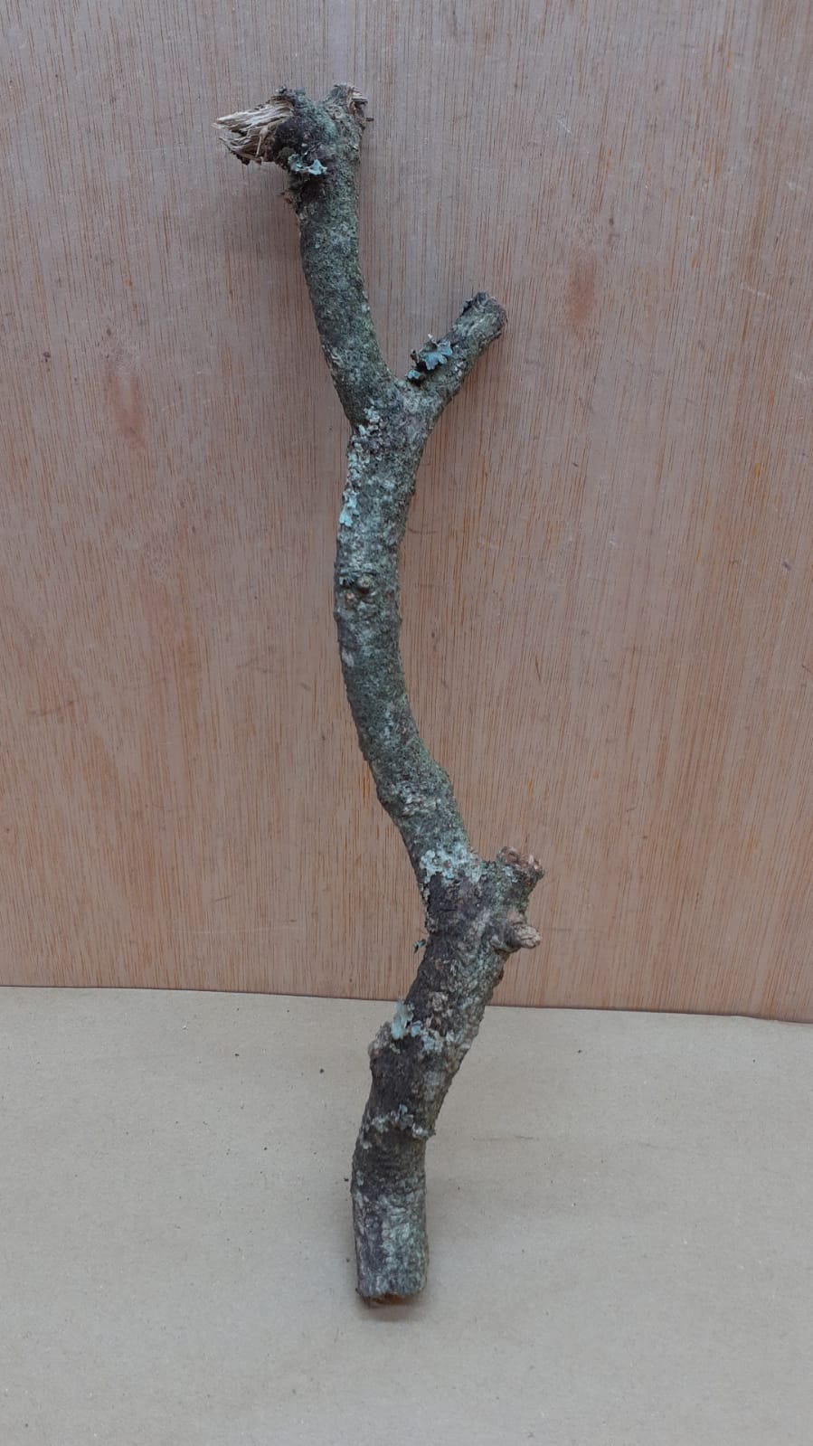 Small Cork Branch - Upto 40cm - 16