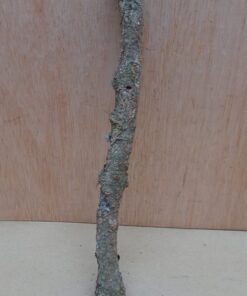 Small Cork Branch - Upto 40cm - 19